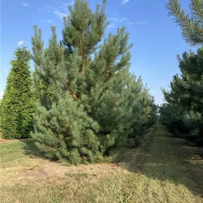 MB 300-400 SM - Kiefer - Pinus sylvestris - Collection