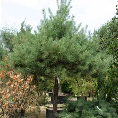 HOC Stm 160cm 25-30 311.155 - Kiefer - Pinus sylvestris - Collection