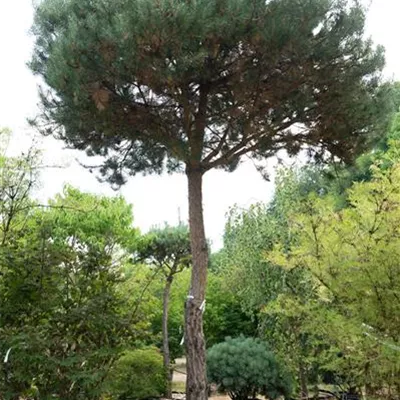 HOC 35-40 311.176 WA - Kiefer - Pinus sylvestris - Collection