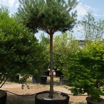 HOC 25-30 - Kiefer - Pinus sylvestris - Collection