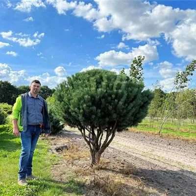 Schirmform 150 - 200 x 200 - 225 - Silberkiefer - Pinus sylvestris 'Watereri' - Collection