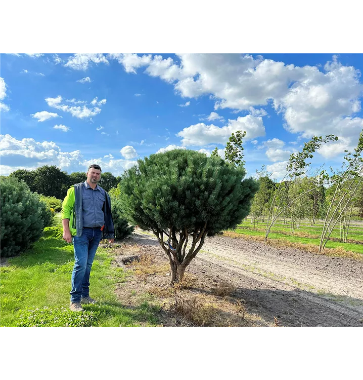 Silberkiefer - Pinus sylvestris 'Watereri' - Collection