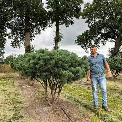 Schirmform 150 - 200 x 150 - 175, Nr. 24D 3000 - Silberkiefer - Pinus sylvestris 'Watereri' - Collection