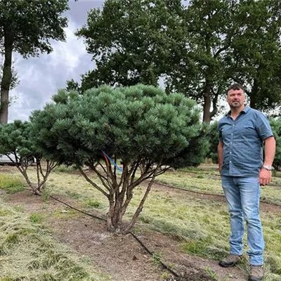 Schirmform 200 - 250 x 175 - 200, Nr. 25D 4300 - Silberkiefer - Pinus sylvestris 'Watereri' - Collection