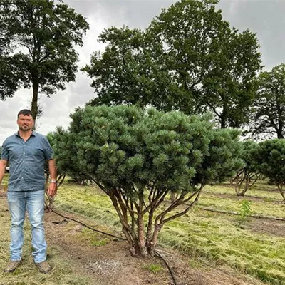 Schirmform 200 - 250 x 175 - 200, Nr. 26D 4300 - Silberkiefer - Pinus sylvestris 'Watereri' - Collection