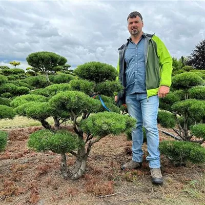 Bonsai 120 - 140 x 120 - 140, Nr. 45D 4190 - Silberkiefer - Pinus sylvestris 'Watereri' - Collection