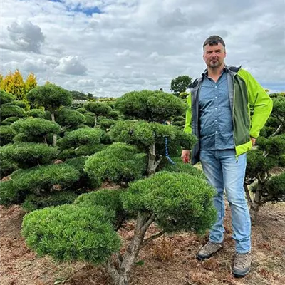 Bonsai 100 - 120 x 120 - 140, Nr. 46D 3770 - Silberkiefer - Pinus sylvestris 'Watereri' - Collection