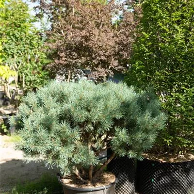 308.27 Schirmform 100-125, WA 980 - Silberkiefer - Pinus sylvestris 'Watereri' - Collection