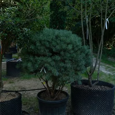 Schirmform 150-175 309.93 WA 1680 - Silberkiefer - Pinus sylvestris 'Watereri' - Collection