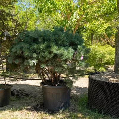 Schirmform 100-125 310.123 WA - Silberkiefer - Pinus sylvestris 'Watereri' - Collection