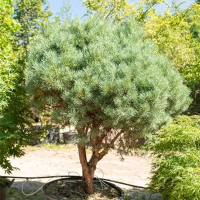 Schirmform 175-200 - Silberkiefer - Pinus sylvestris 'Watereri' - Collection