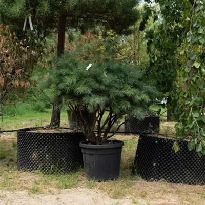 Schirmform 100-125 311.154 - Silberkiefer - Pinus sylvestris 'Watereri' - Collection