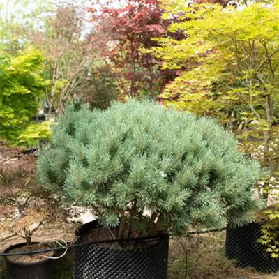 Schirmform 150-175 WA312-185 1170 - Silberkiefer - Pinus sylvestris 'Watereri' - Collection