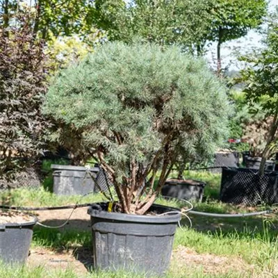 Schirmform 100-125 313.257 WA - Silberkiefer - Pinus sylvestris 'Watereri' - Collection