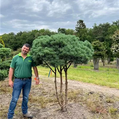 Schirmform 150-200 x 200-225 - Silberkiefer - Pinus sylvestris 'Watereri' - Collection