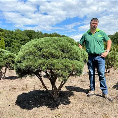 Schirmform 120-140 x 120-140 Nr. 69C 1800 - Silberkiefer - Pinus sylvestris 'Watereri' - Collection