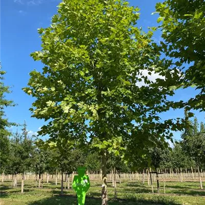 Sol Baum 6xv mDb 400-600 x 700-900 50- 60 - Platane - Platanus hispanica - Collection