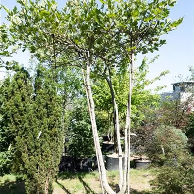 Dachform dreistämmig 313.235 WA 1450 - Platane - Platanus hispanica - Collection