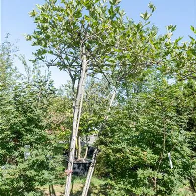 Dachform dreistämmig 313.238 WA 1450 - Platane - Platanus hispanica - Collection