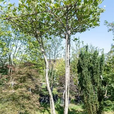 Dachform dreistämmig 313.241 WA 1450 - Platane - Platanus hispanica - Collection