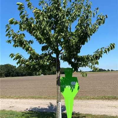 Sol Baum 4xv mDb Krbr. 100-150 25- 30 - Süßkirsche 'Hedelfinger Riesenkirsche'7.KW - Prunus av.'Hedelfinger Riesenk.' CAC - Collection