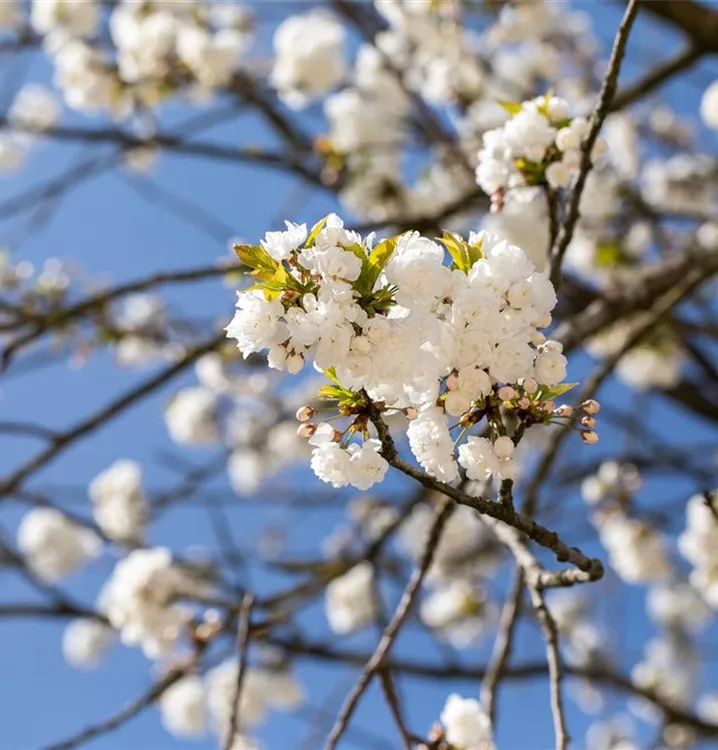 Fudschijama-Kirsche 'Shirotae' - Prunus serrulata 'Shirotae' - Collection