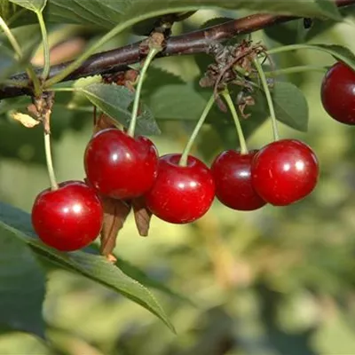 H 4xv mDb 18- 20 - Sauerkirsche 'Köröser Weichsel' 6.KW - Prunus cer.'Köröser Weichsel' CAC - Collection