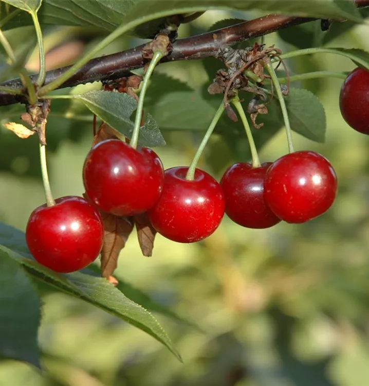 Sauerkirsche 'Köröser Weichsel' 6.KW - Prunus cer.'Köröser Weichsel' CAC - Collection