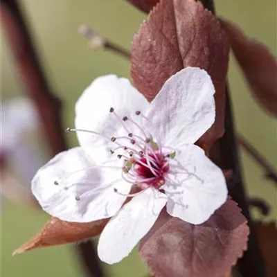 ha 3xv mDb 10- 12 - Wildpflaume i.S. - Prunus cerasifera i.S. CAC - Collection