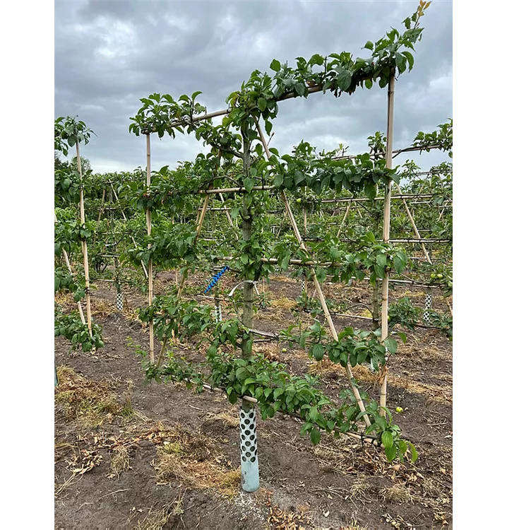 Zwetsche 'Hauszwetsche' mittelspät - Prunus dom.'Hauszwetsche' CAC - Collection