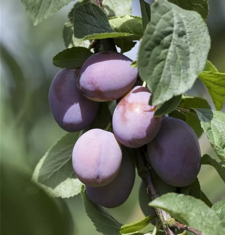 Zwetsche 'Wangenheimer Frühzwetsche' - Prunus dom.'Wangenhm. Frühzwetsche' CAC - Collection