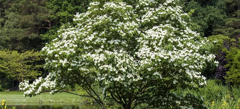 Contactez-nous pour toute question concernant nos plantes en forme de parapluie