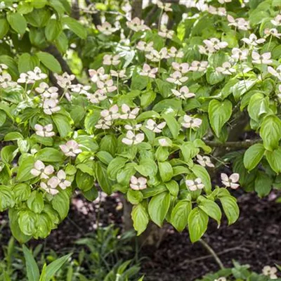 MB/ 250 - 275 - Cornus kousa Schirmform