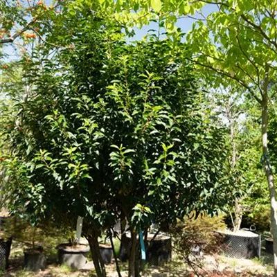 Schirmform MB 200-225 309.55 WA 1750 - Portug.Lorbeerkirsche 'Angustifolia' - Prunus lusitanica 'Angustifolia' - Collection