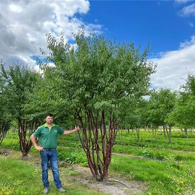 Schirmform 300 - 400 x 350 - 400, Nr. 44C 2900 - Tibetanische Bergkirsche - Prunus serrula - Collection