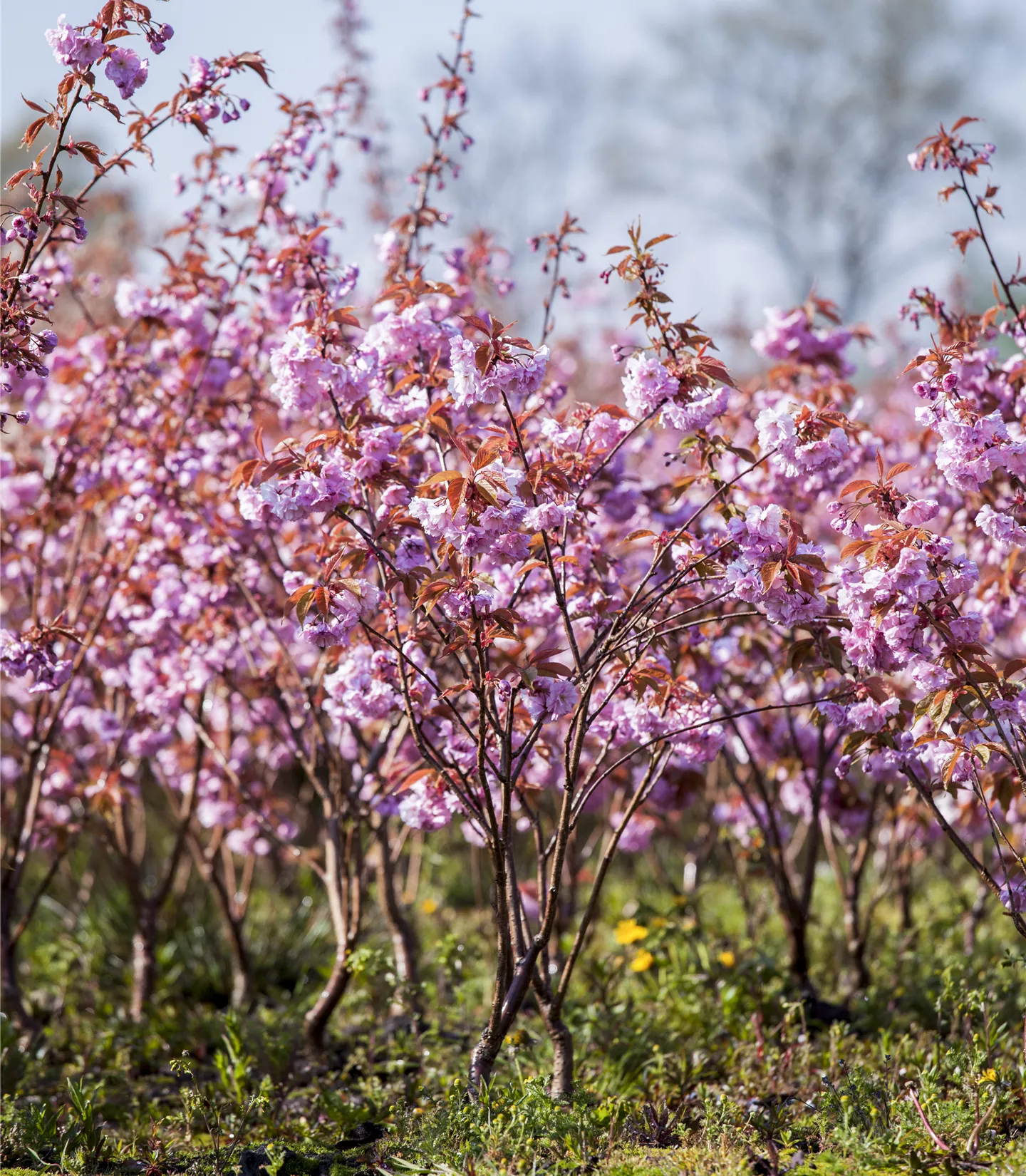 Prunus serrulata 'Kanzan' - Collection