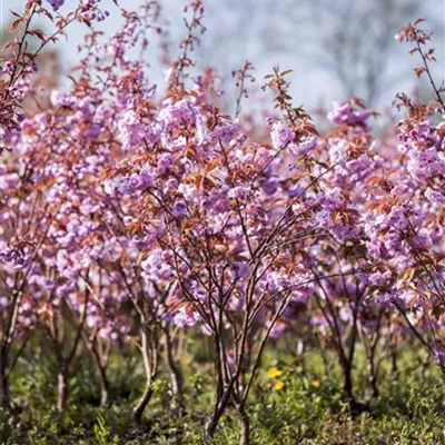 H 4xv mDb 25- 30 - Japan.Nelkenkirsche 'Kanzan' - Prunus serrulata 'Kanzan' - Collection