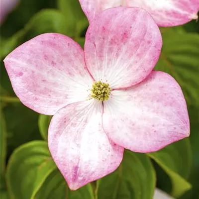 im Container 80 - 100 - Hartriegel - Cornus 'Stellar Pink'