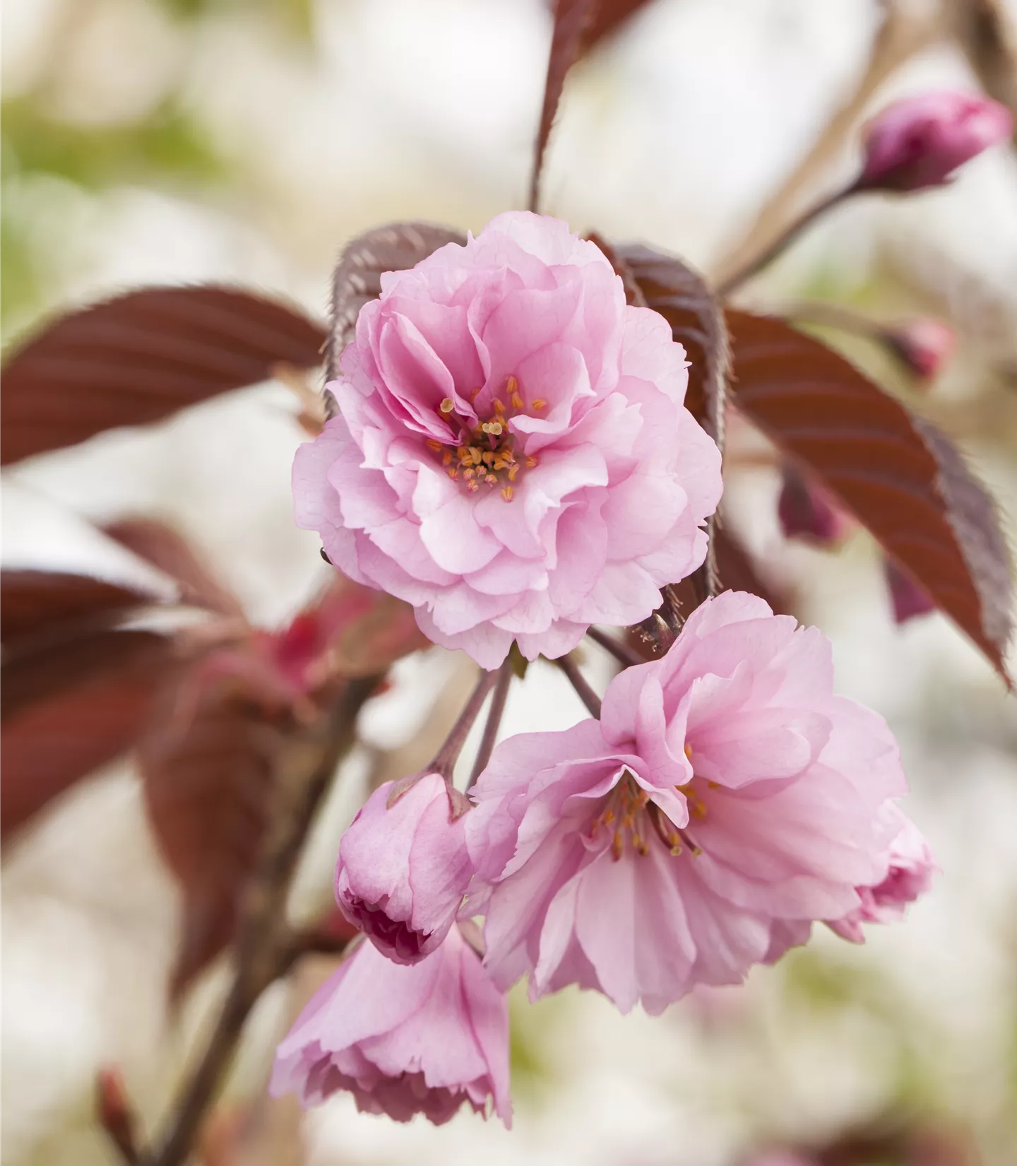 Prunus serrulata 'Royal Burgundy' - Collection