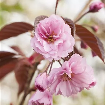 H 3xv mDb 16- 18 - Japan.Nelkenkirsche 'Royal Burgundy' - Prunus serrulata 'Royal Burgundy' - Collection