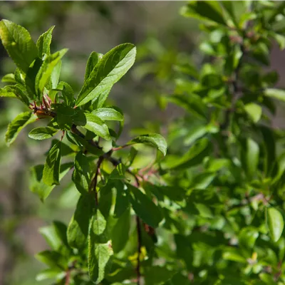 Sol 3xv mDb 200- 250 - Schlehe,Schwarzdorn - Prunus spinosa - Collection