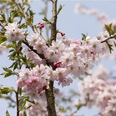 Sol 3xv mDb 125- 150 - Rosa Winterkirsche 'Autumnalis Rosea' - Prunus subhirtella 'Autumnalis Rosea' - Collection