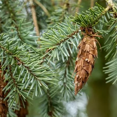 mB 125- 150 - Douglasfichte,Graue Douglasfichte - Pseudotsuga menziesii caesia - Collection