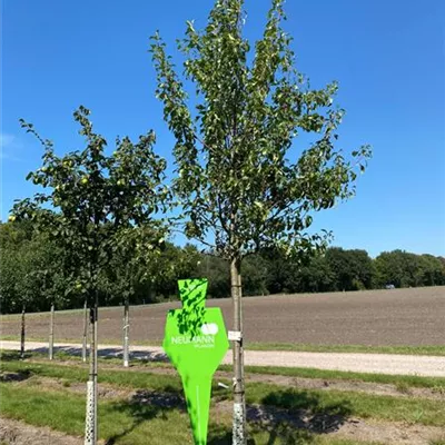 H 4xv mDb 20- 25 - Birne 'Clapps Liebling' früh - Pyrus com.'Clapps Liebling' CAC - Collection