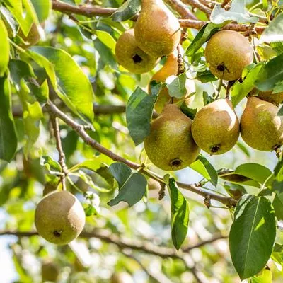 Sol Baum 4xv mDb Krbr. 100-150 20- 25 - Birne 'Gute Luise von Avranches' mittel - Pyrus com.'Gute Luise v.Avranches' CAC - Collection