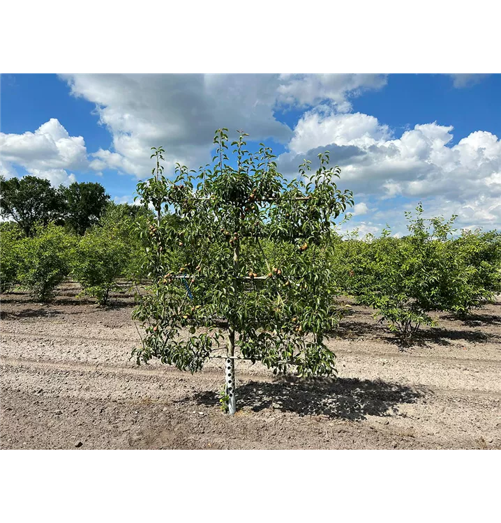 Birne 'Gute Luise von Avranches' mittel - Pyrus com.'Gute Luise v.Avranches' CAC - Collection