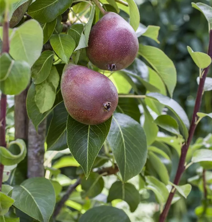 Birne 'Rote Williams Christ' - Pyrus com.'Rote Williams Christ' CAC - Collection