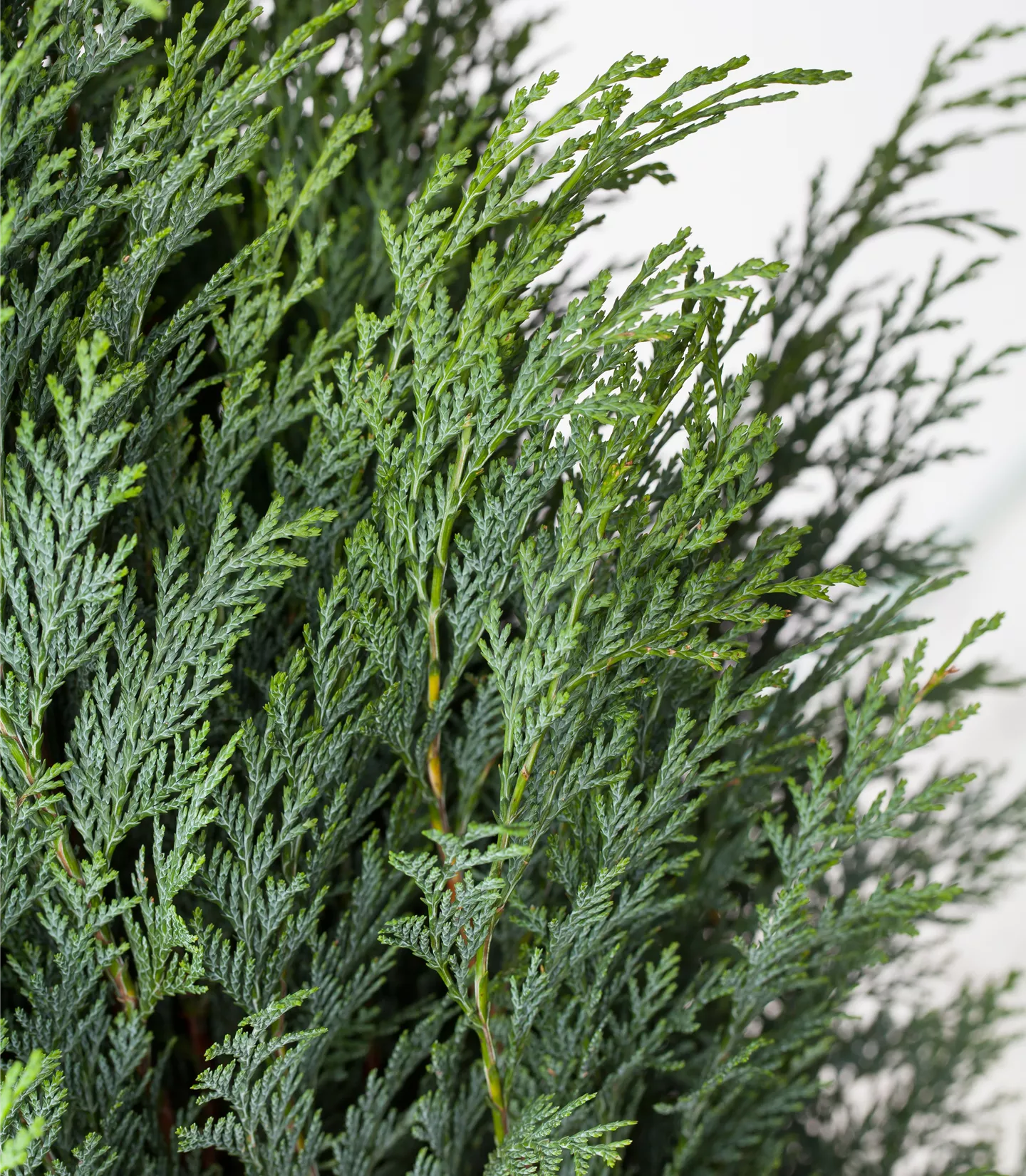 Chamaecyparis lawsoniana 'Columnaris'