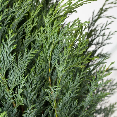 im Container 80 - 100 - Scheinzypresse - Chamaecyparis lawsoniana 'Columnaris'