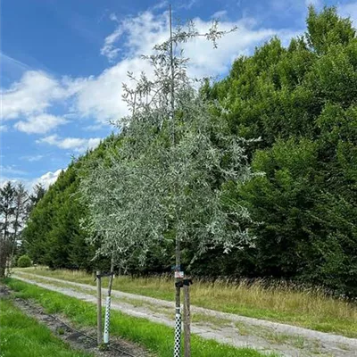 Hochstamm 20 - 25, Nr. 22.106C 1500 - Hängende Wildbirne - Pyrus salicifolia 'Pendula' - Collection